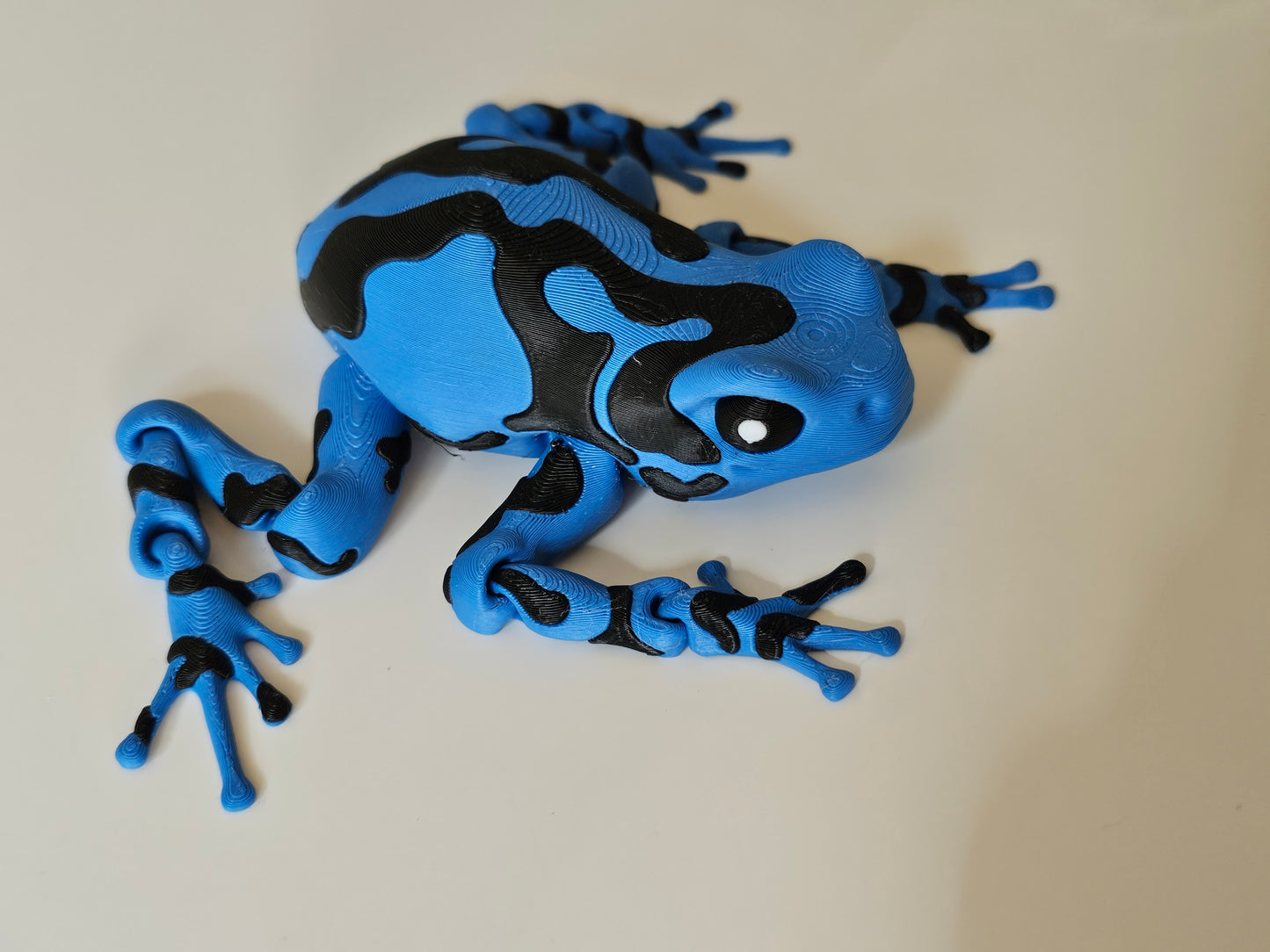 Darcy, the Poison Dart Frog